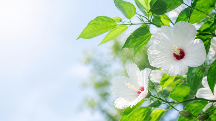 分け目も紫外線対策できていますか？